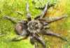 GRAMMOSTOLA MENDOZAE 